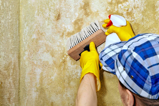 Best Attic Mold Removal  in USA